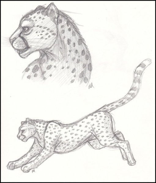 Леопард рисунок карандашом