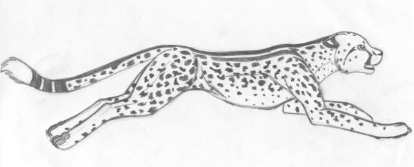 Леопард рисунок карандашом