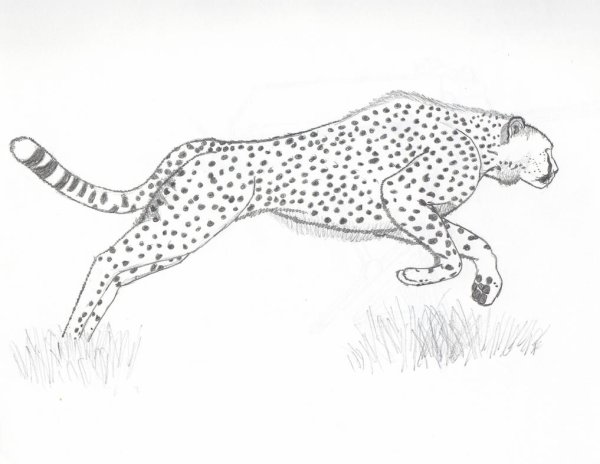 Гепард рисунок