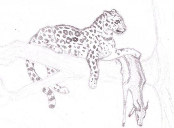 Рисунки леопарда карандашом для начинающих