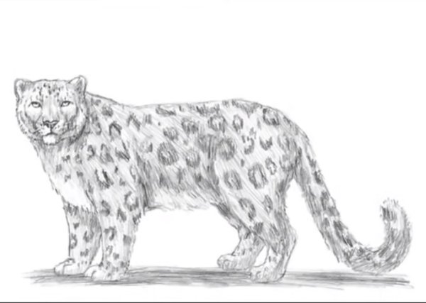Снежный Барс рисунок карандашом для срисовки