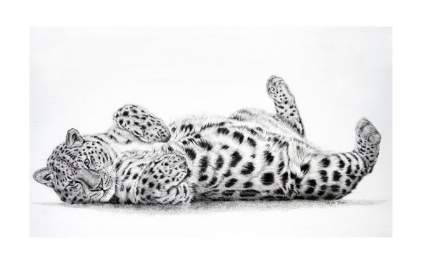 Леопард лежит карандашом