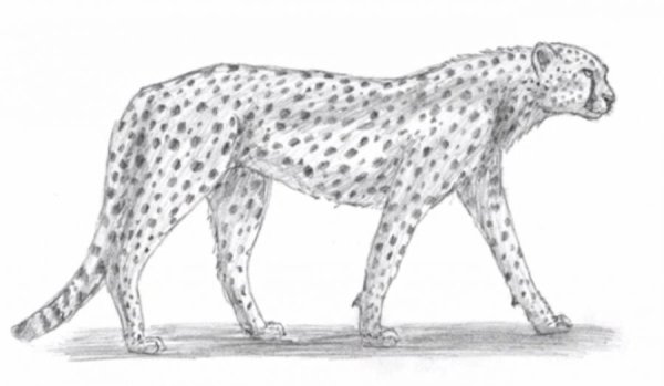 Гепард рисунок карандашом