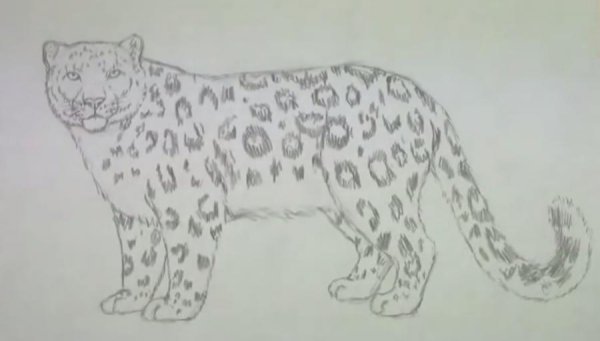 Снежный Барс для срисовки легко