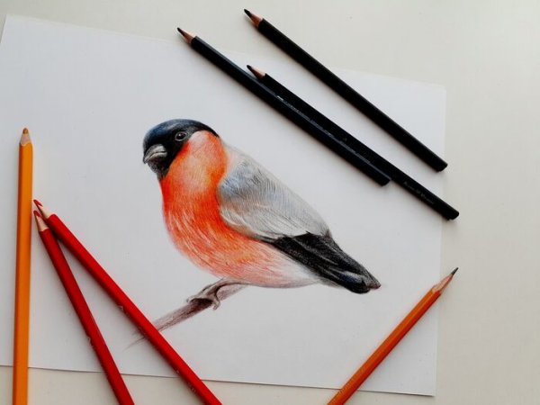 Карандаши цветные