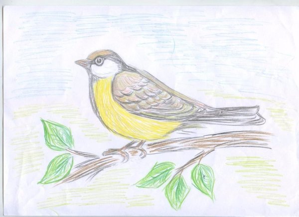 Синица рисунок