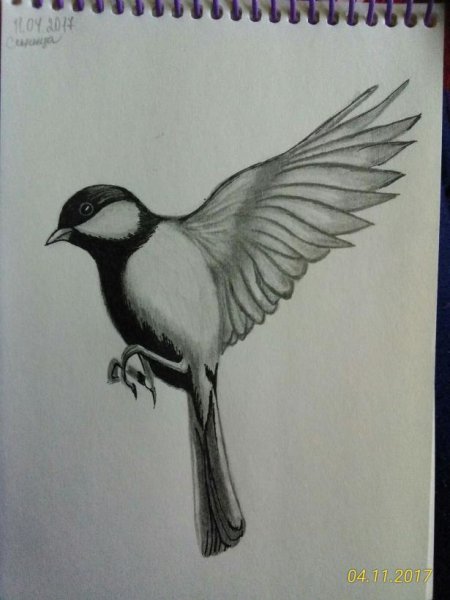 Синица карандашом