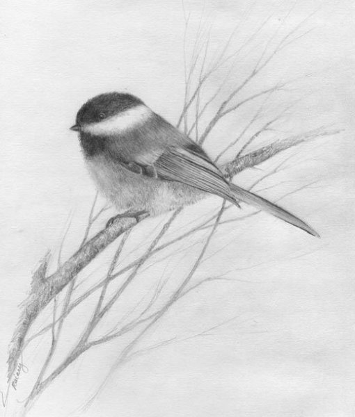 Схематичный рисунок птицы