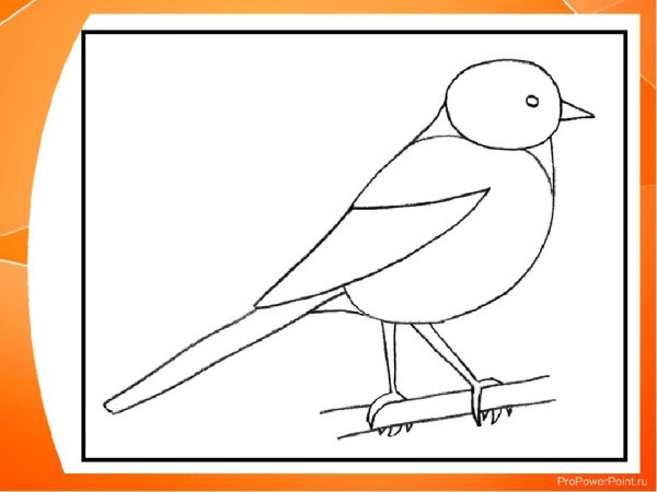 Рисунки птиц для срисовки