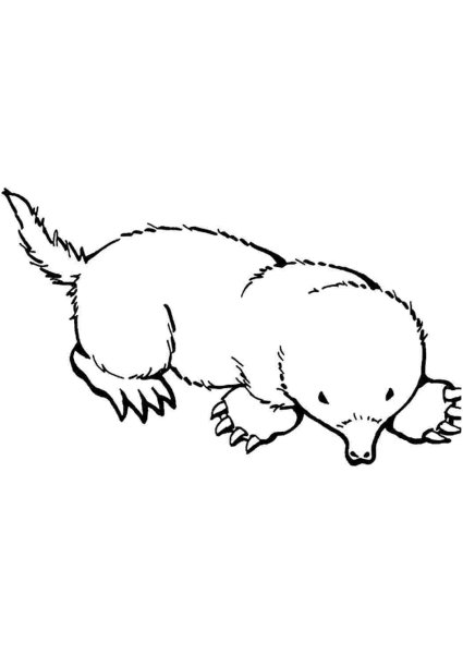 Крот раскраска для детей