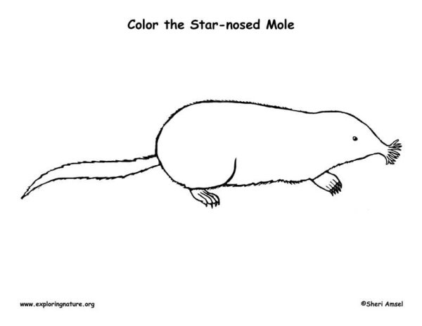 Крот рисунок для детей карандашом