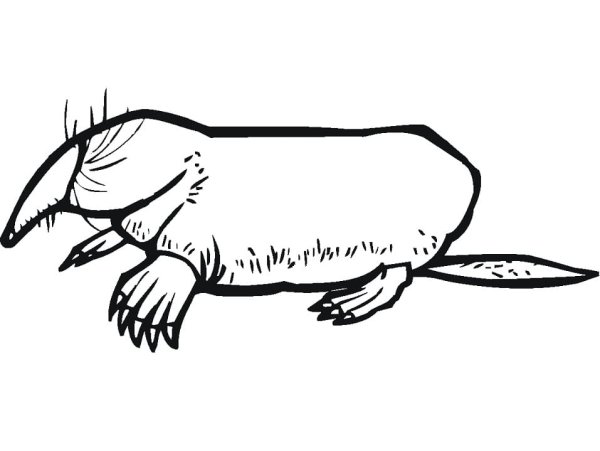 Рисунки кротов