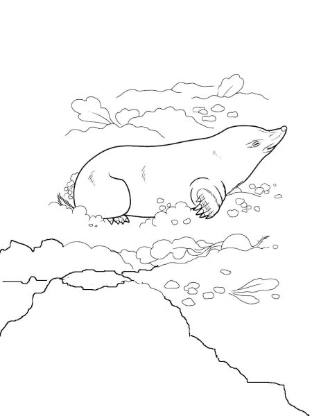 Крот раскраска для детей