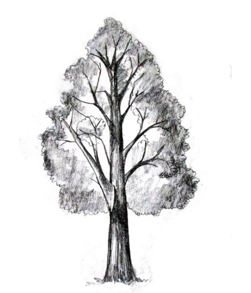Наброски деревьев
