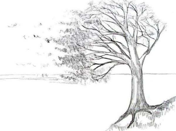 Наброски деревьев
