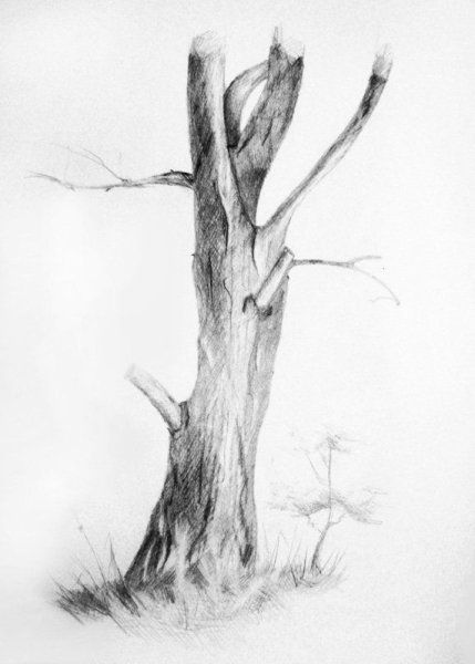 Зарисовки деревьев разных пород