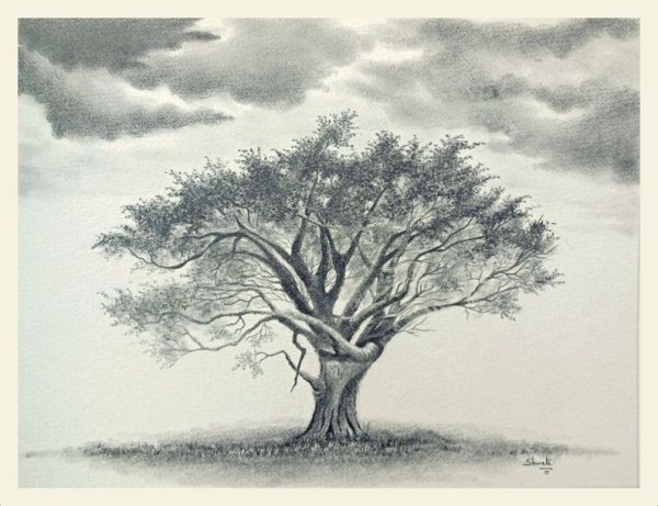 Красивое дерево карандашом