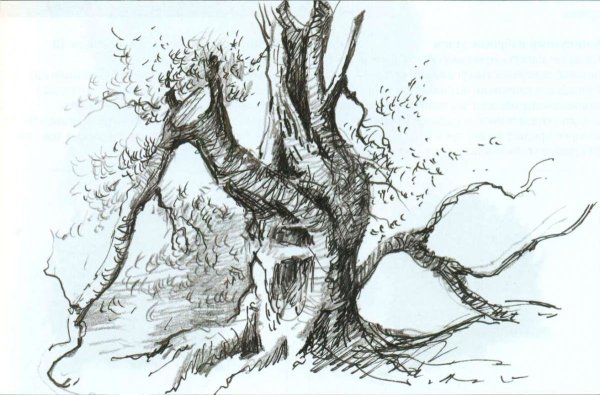 Рисунок дерева простым карандашом
