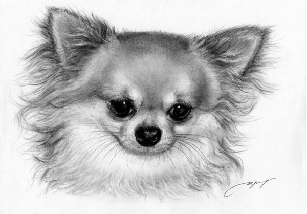 Раскраска шпиц