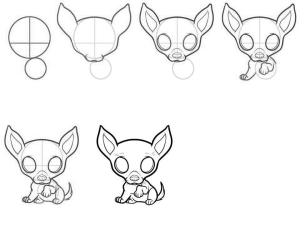 Поэтапное рисование чихуахуа