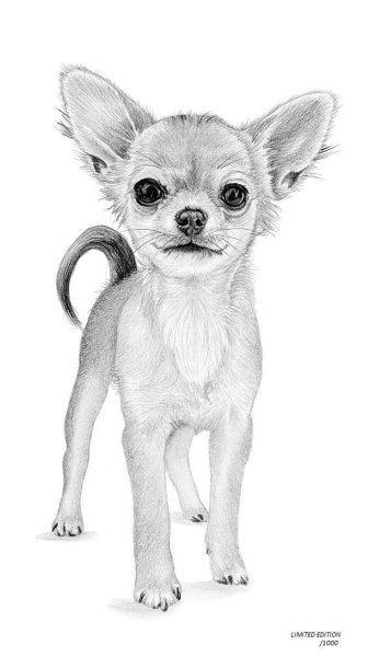 Чихуахуа карандашом