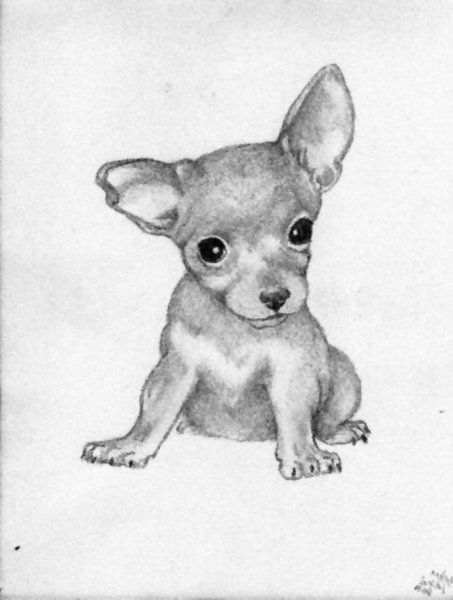 Чихуахуа карандашом
