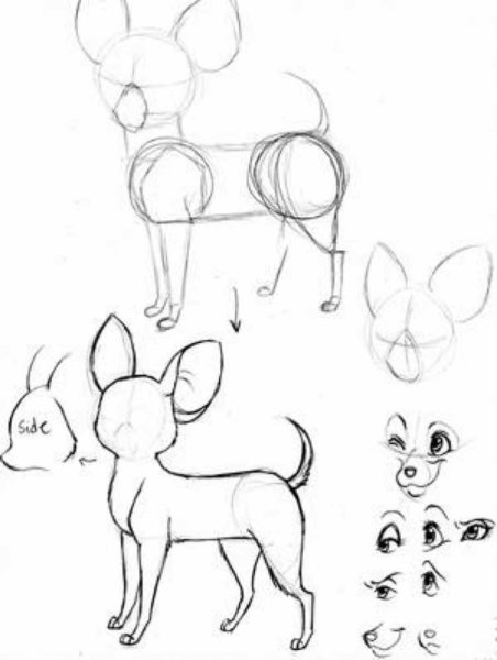 Чихуахуа туториал