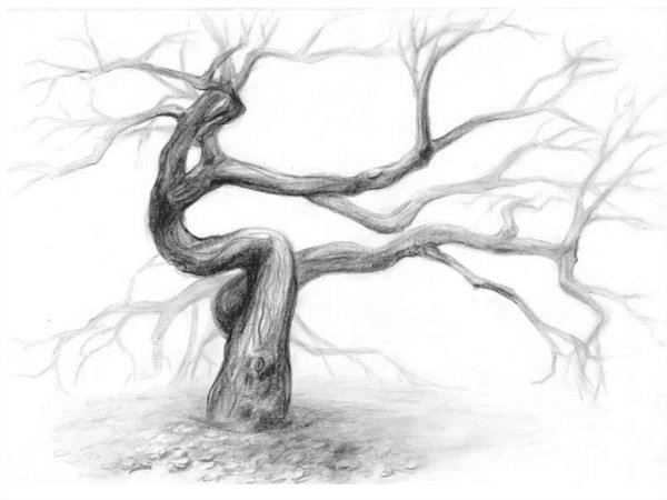 Яблоня дерево Графика