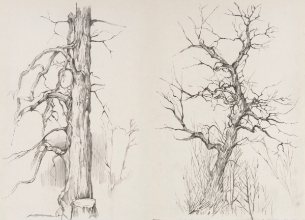 Дерево карандашом для срисовки