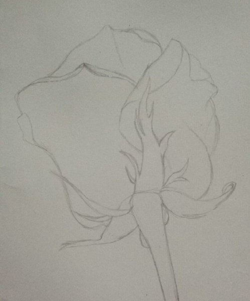 Зарисовка цветов карандашом лёгкие и красивые