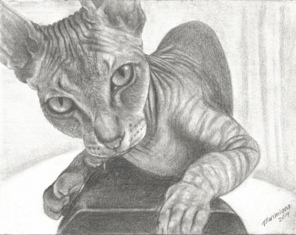 Сфинкс раскраска