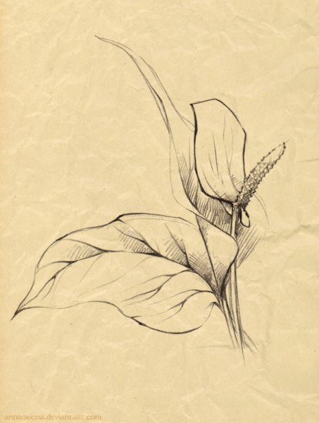 Зарисовка цветов легко