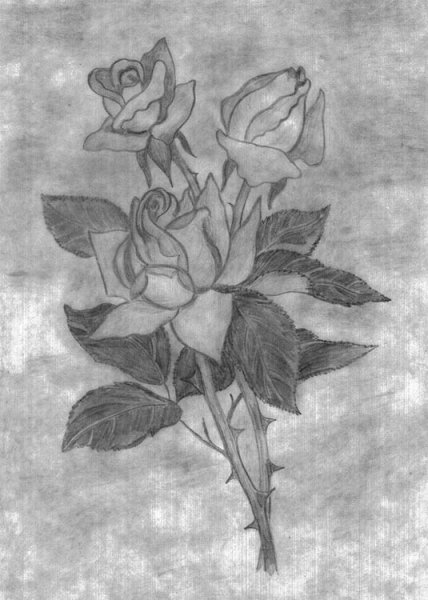 Рисунки маков карандашом