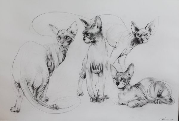 Наброски кошек