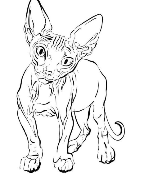 Раскраска кот сфинкс