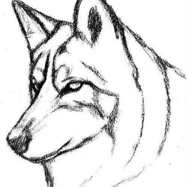 Рисунки волком карандошом