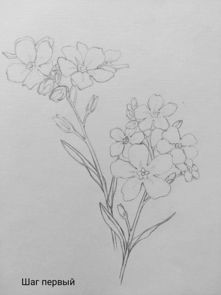 Наброски цветов карандашом незабудки