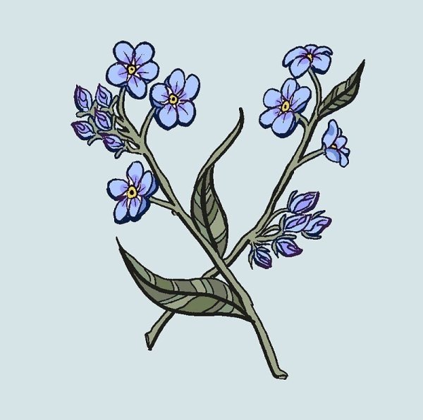 Рисование незабудки