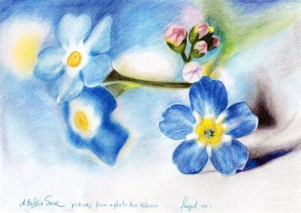Незабудка карандашом