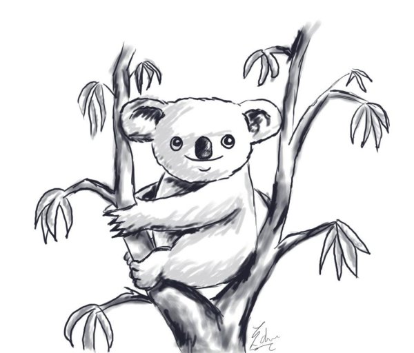 Коала рисунок для срисовки