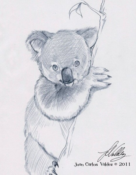 Коала рисунок карандашом