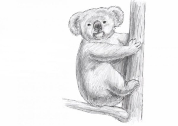 Коала рисунок карандашом