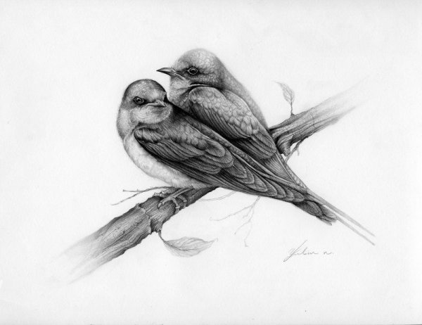 Зарисовки птиц в природе