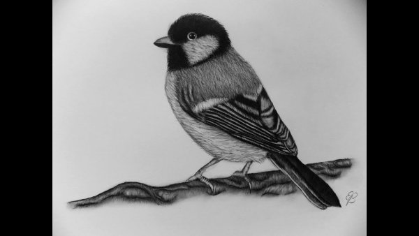 Птицы простым карандашом