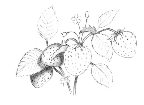 Клубника трафарет