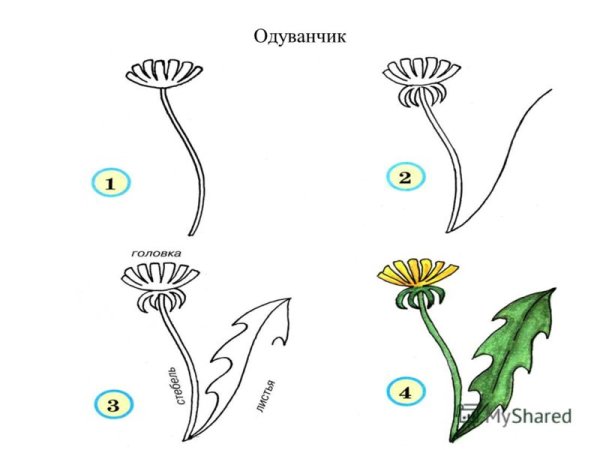 Учимся рисовать одуванчик