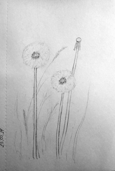 Одуванчики карандашом для срисовки