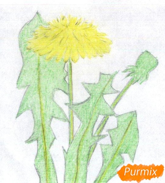 Одуванчик рисунок