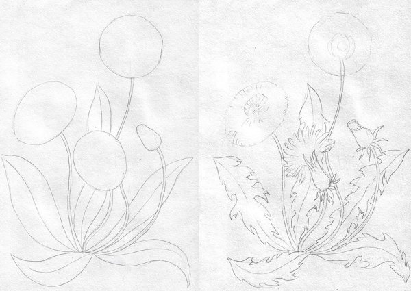 Одуванчик техника рисования карандашами