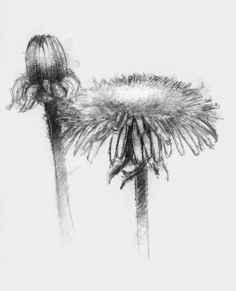 Одуванчик чёрной ручкой